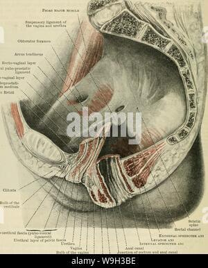 Archive image from page 525 of Cunningham's Text-book of anatomy (1914) Stock Photo