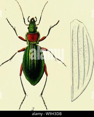 Archive image from page 528 of Iconographie et histoire naturelle des. Iconographie et histoire naturelle des coléoptères d'Europe;  CUbiodiversity1128626-9559 Year: 1829 ( Stock Photo