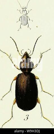 Archive image from page 528 of Iconographie et histoire naturelle des Stock Photo