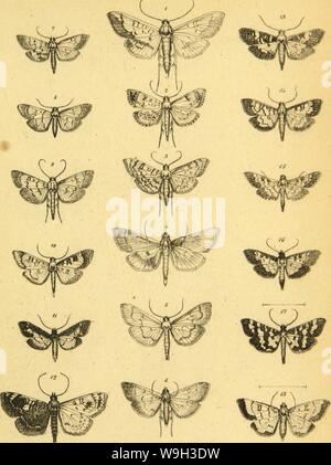 Archive image from page 528 of Wiener entomologische Monatschrift (1857) Stock Photo