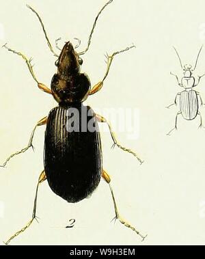Archive image from page 528 of Iconographie et histoire naturelle des Stock Photo