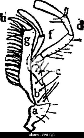 Archive image from page 535 of - Archive Image From Page 535 Of A Manual For The Study W9h3j3