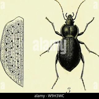 Archive image from page 546 of Iconographie et histoire naturelle des. Iconographie et histoire naturelle des coléoptères d'Europe;  CUbiodiversity1128626-9559 Year: 1829 ( Stock Photo