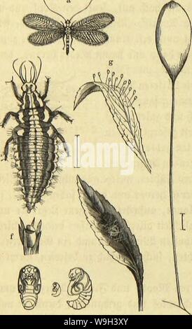 Archive image from page 551 of Die Insekten, Tausendfüssler und Spinnen. Die Insekten, Tausendfüssler und Spinnen  CUbiodiversity1123035 Year: 1877 ( 494 8''',f,c Drbiumgs 9£e(jflügTcv; evflc gamilie: TOecjatopteren; jiocitc gamitic: iatibcn. gierten ftinimen nHc 9lrten übercin mib nur bic 9Ibänbcrung in ben SrteÄenjeidjnimgen, naincntliclj bc§ iTopfeS, Ietmjel($ttet bic cinjctiten nidjt otjue djuncrigfeiten. 3Btr lernen in biefen SDjicrdjcn eine bvitte Mcilje bon ßarben fennen, roeldje fid) boiugätocifc bon 33lattläufen ernähren unb in emeinfrtjaft mit jenen bev übergroßen SSermeljrung bief Stock Photo