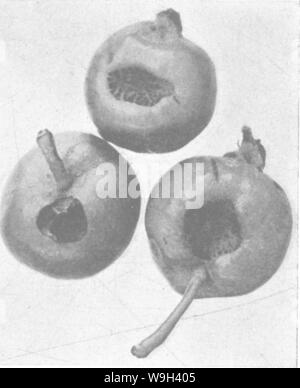 Archive image from page 548 of The encyclopedia of practical horticulture; Stock Photo