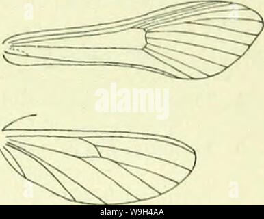 Archive image from page 572 of A handbook of British lepidoptera. A handbook of British lepidoptera  CUbiodiversity1126142 Year: 1895 ( AEGEBIADAE 563 2. Tongue rudimentary ; 7 of forewings to termeu 1. Aegbria. „ developed ; 7 of forewings to apex 2. Trochilium. 1. Aegbria, F. Head shortly rough-haired above. Tongue rudimentary. Antennae i, in &lt;J lamellate. Labial palpi with second joint rough-scaled beneath, terminal loosely scaled. Abdomen stout. Forewings : 7 to termen. Hindwings : 3 and 4 stalked. A small genus, characteristic of the European region. The imagos arc seldom observed, tho Stock Photo