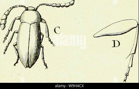 Archive image from page 578 of Histoire abregée des insectes (1762) Stock Photo