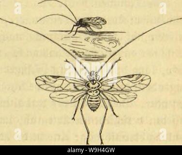 Archive image from page 582 of Die Insekten, Tausendfüssler und Spinnen. Die Insekten, TausendfuÌssler und Spinnen  CUbiodiversity1123035 Year: 1877 ( ajievpunftiflc ui;b liiÃ¼irte Â§oljlau8. Âtcuiblaul. 521 WÃ¼ bcnunanf cliultcrjeu, anSSaumftÃ¤mmenunb planten aujutvcffenben Â£&gt; ol31Ã¼u je n (Psocus) ldcginut bie SReitje ber auÃ¤fcrjliefjlidjen Â£anbbcWol)uer unter ben fllctcEjnrtig geflÃ¼gelten ffauferfen. Sic Ã¤ufjcre (5rjct)einung biefer Stjievdjen redjtfcrtigt bic beutfdje Benennung feineÂ§wegÂ§. 2Bie ber ffojjf fiel) btird) eine blafig aufgetriebene Âtirn nad) born, burd) glotjenbe St Stock Photo