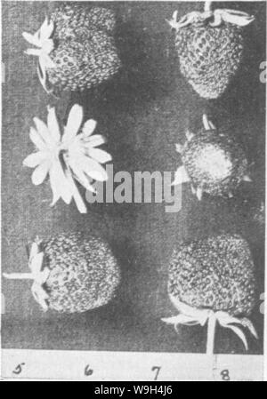 Archive image from page 587 of The encyclopedia of practical horticulture; Stock Photo