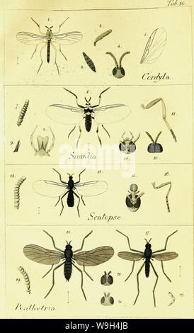 Archive image from page 587 of Systematische Beschreibung der bekannten europäischen. Systematische Beschreibung der bekannten europaÌischen zweifluÌgeligen Insekten  CUbiodiversity1125517-9534 Year: 1818 ( PcrÃ¤ketn ' - â¢ â â¢ V. ' Stock Photo