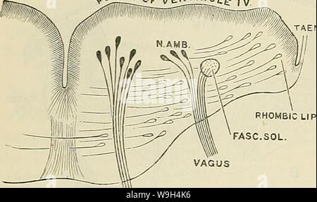 Archive image from page 587 of Cunningham's Text-book of anatomy (1914) Stock Photo