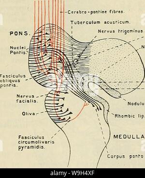 Archive image from page 599 of Cunningham's Text-book of anatomy (1914) Stock Photo