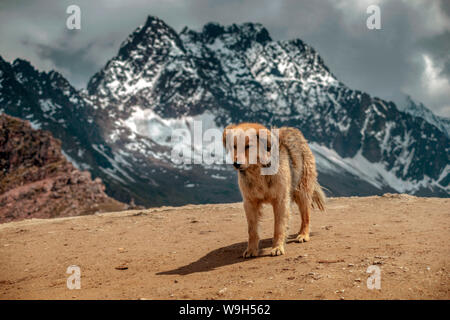 fluffy dog in high altitude mountain range in Peru Stock Photo