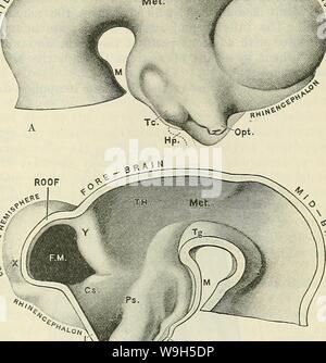 Archive image from page 642 of Cunningham's Text-book of anatomy (1914). Cunningham's Text-book of anatomy  cunninghamstextb00cunn Year: 1914 ( PAETS DEEIVED FEOM THE DIENCEPHALON. 609 The optic nerve is chiefly formed by the passage of fibres backwards from the retina in the wall of the original optic stalk, whilst the chiasma takes form by the transit of fibres across the median plane in front of the infundibulum ....-- --- âs a and behind the optic recess.  llllLjL To a large extent these fibres Â«/ cerebr are derived from the optic Sjm JP''  nerve. The optic recess of Â«5/ Met- the third Stock Photo