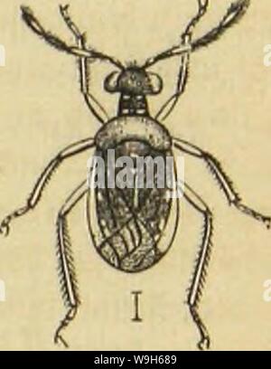 Archive image from page 676 of Die Insekten, Tausendfüssler und Spinnen. Die Insekten, TausendfuÌssler und Spinnen  CUbiodiversity1123035 Year: 1877 ( 'EeidjlÃ¤ufcr. ÂumpfsSBaffevlÃ¤ufer. Âemetner 33ad)lÃ¤ufer. Ã¤i'1''''1' Ufei'lÃ¤ufet, 605 â¢(Ã¼gelbcrfcn roed)feln SdngSribben mit lidjteren gurren. 2)ev SCeidjtÃ¤ufer fommt atterrocirtS in (Â£uroba bor unb jeigt ficf) unter ben borfbringenben SBurjelu unjetes Ã¶rubbenbitbeS in Metjrjaljl. 33on ben jat)lreid)en Sitten bei- heftigeren SSafferlÃ¤ufer (Ilydrometra ober Gerris) lebt itngefÃ¤tjv ein SDuÃ¼enb in @utoba. Sie jeictjncn fid) bind) bie b Stock Photo