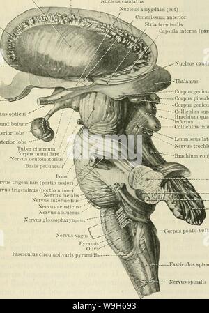 Archive image from page 676 of Cunningham's Text-book of anatomy (1914) Stock Photo