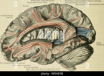 Archive image from page 683 of Cunningham's Text-book of anatomy (1914) Stock Photo