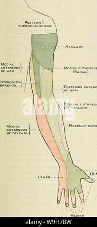 Archive image from page 740 of Cunningham's Text-book of anatomy (1914) Stock Photo