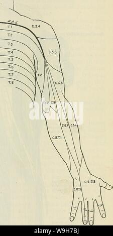 Archive image from page 740 of Cunningham's Text-book of anatomy (1914) Stock Photo
