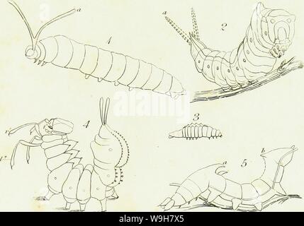 Archive image from page 778 of An introduction to entomology, or,. An introduction to entomology, or, Elements of the natural history of insects : with plates  CUbiodiversity5061101-9657 Year: 1822 ( Plate IIS. Stock Photo