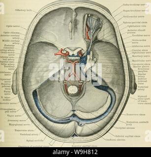 Archive image from page 804 of Cunningham's Text-book of anatomy (1914) Stock Photo