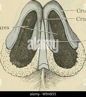 Archive image from page 835 of Cunningham's Text-book of anatomy (1914) Stock Photo