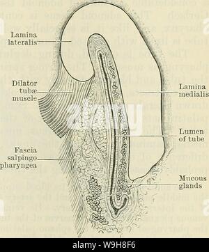 Archive image from page 870 of Cunningham's Text-book of anatomy (1914) Stock Photo