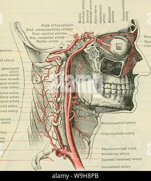 Archive image from page 934 of Cunningham's Text-book of anatomy (1914) Stock Photo