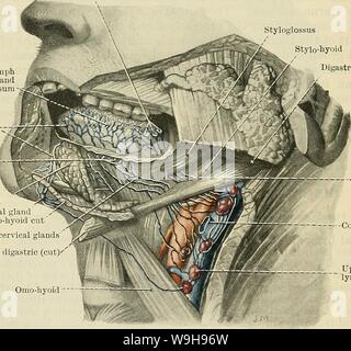 Archive image from page 1037 of Cunningham's Text-book of anatomy (1914) Stock Photo