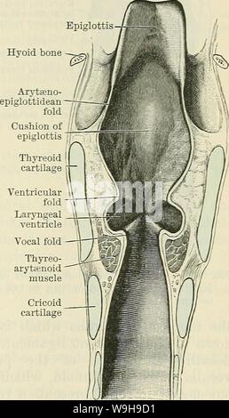 Archive image from page 1102 of Cunningham's Text-book of anatomy (1914). Cunningham's Text-book of anatomy  cunninghamstextb00cunn Year: 1914 ( CAVITY OF THE LAKYNX. 1069 Hyoid bone the arytenoid cartilages. These small nodules of cartilage raise the dorsal part of the ary-epiglottic fold in the form of two rounded eminences, termed respectively the tuberculum cuneiforme [Wrisbergi] and the tuberculum corniculatum [Santorini]. On either side of the laryngeal opening there is, in the pharynx, a small recess directed downwards which presents a wide entrance, but rapidly narrows towards the bott Stock Photo