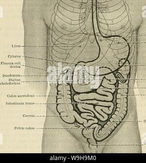 Archive image from page 1137 of Cunningham's Text-book of anatomy (1914). Cunningham's Text-book of anatomy  cunninghamstextb00cunn Year: 1914 ( -- Pars nasalis pharyngis —Cavum oris proprium Pars oralis pharyngis I - (Esophagus    Cardia Fundus of 'stomach Flexura coli r sinistra  . -Pancreas Position of umbilicus j 4   Colon 'descendens p-- Iliac colon Pelvic colon Fig. 873.—Diagram of the General Arrangement of the Digestive System. The processus vermiformis is seen hanging down from the caecum. The transverse colon is not represented, in order that the duodenum and pancreas, which lie beh Stock Photo