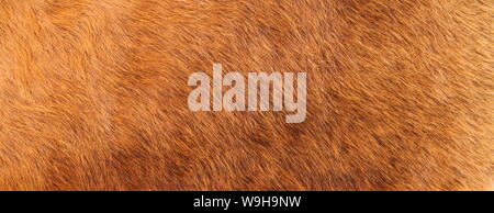 a brown cowhide Stock Photo