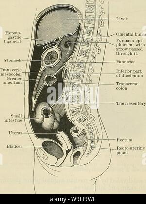 Archive image from page 1193 of Cunningham's Text-book of anatomy (1914). Cunningham's Text-book of anatomy  cunninghamstextb00cunn Year: 1914 ( 1160 THE DIGESTIVE SYSTEM. of the sternum to the crest of the pubis. The same level is obtained usually, but not so accurately, by taking the mid-point of a line drawn from the xiphi-sternal articulation to the umbilicus. Contents of the Abdomen.—The following structures are found within the abdominal and pelvic cavity:— 1. The greater part of the alimentary canal, viz., stomach, small intestine, and large intestine. 2. Digestive glands: the liver and Stock Photo