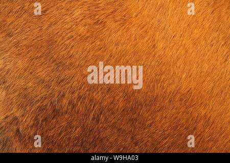 a brown cowhide Stock Photo