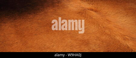 a brown cowhide Stock Photo