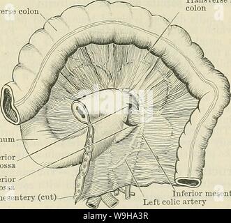 Archive image from page 1218 of Cunningham's Text-book of anatomy (1914). Cunningham's Text-book of anatomy  cunninghamstextb00cunn Year: 1914 ( THE DUODENUM. 1185 The bile-duct, after passing down behind the superior part of the duodenum, descends between the head of the pancreas and the descending part, nearly as far as its middle ; here it is joined by the pancreatic duct, and the two, piercing the wall of the duodenum obliquely, open by a common orifice on its inner aspect, about 3 to 4 inches (8-7 to 10 cm.) beyond the pylorus. Pars Inferior.—The inferior part (O.T. third portion) begins Stock Photo