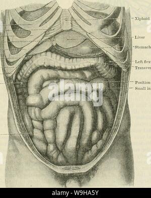 Archive image from page 1232 of Cunningham's Text-book of anatomy (1914). Cunningham's Text-book of anatomy  cunninghamstextb00cunn Year: 1914 ( VESSELS OF THE LIVER. 1199 number of thorns growing out on all sides from the sublobular twigs of the tree). On each of these little central veins there is impaled, as it were, a lobule. These little conical lobules, with their central veins running through them, are so numerous and so closely packed together, that they give rise to the practically solid liver tissue. The lobules are surrounded by the vense interlobulares, branches of the portal vein, Stock Photo