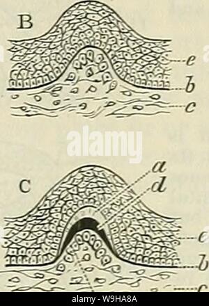 Archive image from page 1278 of Cunningham's Text-book of anatomy (1914). Cunningham's Text-book of anatomy  cunninghamstextb00cunn Year: 1914 ( DEVELOPMENT OF THE TEETH. 1245 Stock Photo