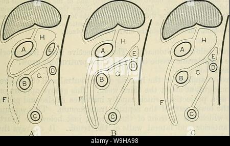 Archive image from page 1286 of Cunningham's Text-book of anatomy (1914). Cunningham's Text-book of anatomy  cunninghamstextb00cunn Year: 1914 ( The mesentery Rectum Mesentery of descending colon Fig. 974.—Two Diagrams to illustrate the Development of the Mesenteries. In the first figure the rotation of the intestinal loop and the continuous primitive mesentery is shown. In the second figure (to the right), which shows a more advanced stage, the portions of the primitive mesentery (going to the ascending and descending colons) which dis- appear, through their adhesion to the posterior abdomina Stock Photo