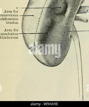 Archive image from page 1294 of Cunningham's Text-book of anatomy (1914) Stock Photo