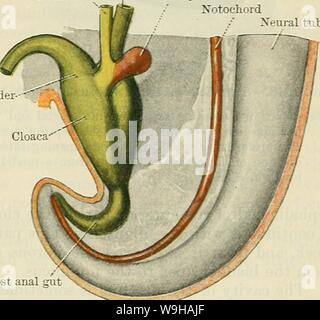 Archive image from page 1364 of Cunningham's Text-book of anatomy (1914). Cunningham's Text-book of anatomy  cunninghamstextb00cunn Year: 1914 ( DEVELOPMENT OF THE UELNO-GENITAL OEGANS. 1331 from those of the later appearing mesonephros. The tubules of the pronephros arise in all the segments from the fifth cervical to the third lumbar. As the permanent kidney, or metanephros, is developed the mesonephros atrophies; a portion of it, however, is retained in the male, and forms the excretory apparatus of the testis. The Wolffian duct becomes the canal of the epididymis and the ductus deferens of Stock Photo