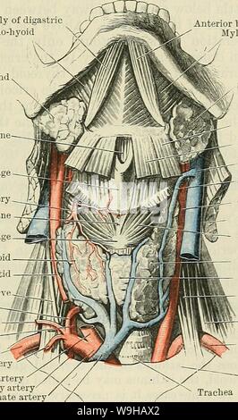 Archive image from page 1420 of Cunningham's Text-book of anatomy (1914). Cunningham's Text-book of anatomy  cunninghamstextb00cunn Year: 1914 ( THE NECK. 1387 with the carotid sheath and its contents, being retracted well forwards. In approach- ing the trunk of the inferior thyreoid artery from the front the sterno-mastoid and carotid sheath are retracted backwards and the dissection is continued through the cellular interval between it and the sheath (outer capsule) of the thyreoid gland, which is formed by the splitting of the pretracheal fascia. A glandular abscess in this compartment usua Stock Photo