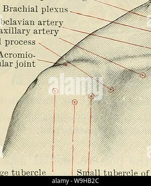 Archive image from page 1423 of Cunningham's Text-book of anatomy (1914). Cunningham's Text-book of anatomy  cunninghamstextb00cunn Year: 1914 ( 1390 SUKFACE AND SUKGICAL ANATOMY. artery before it pierces the sheath, that is to say, as it lies in the cellular tissue between the carotid sheath and the prevertebral fascia. In order to reach the vessel in this situation the surgeon should keep outside the sheath of the thyreoid gland, between it and the carotid sheath which is retracted laterally along with the infra-hyoid muscles. When the inferior thyreoid artery has been ligatured the posterio Stock Photo