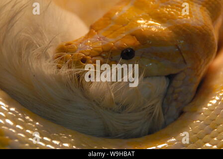 A golden python eats a Guinea pig at a pet center in Harbin, northeast ...