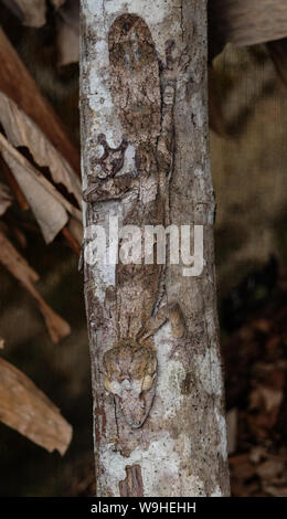 endemic flat-tailed  or leaf-tailed gecko (Uroplatus) Stock Photo