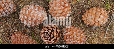 many closed pine cones on the forest floor Stock Photo