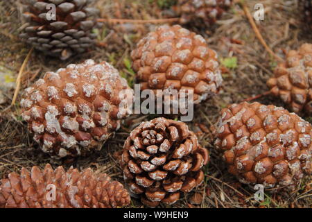 many closed pine cones on the forest floor Stock Photo