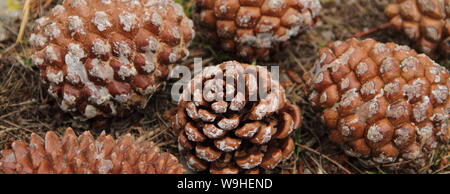 many closed pine cones on the forest floor Stock Photo