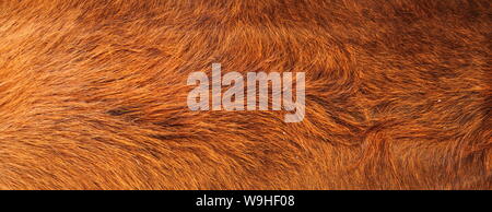 a brown cowhide Stock Photo