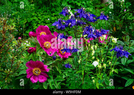 Beautiful Cosmos flowers in nature, sweet background, blurry flower background, light pink and violet cosmos. Stock Photo